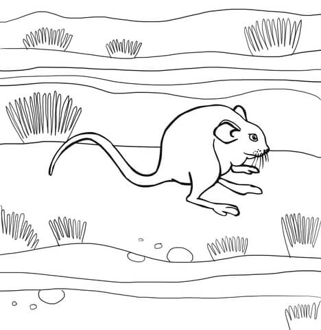 Kangaroo Rat Coloring Page